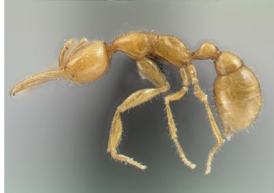 Far Out Phylogenetics - The Base Of The Ant Evolutionary Tree Found
